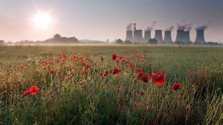 poppy fields near a power plant - fields, steam, flowers, pland, mist