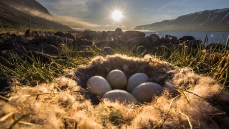 sunshine on a nest with eggs - eggs, nest, sunshine, lake, down, rocks