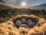 sunshine on a nest with eggs