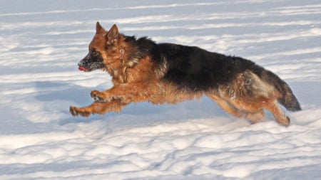 German shepherd - puppy, animals, lovely, pretty, puppys, beautiful, dog, animal, dogs, sweet, cute