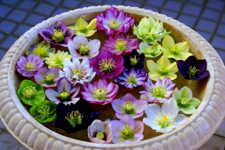 PRETTY FLOWERS - flowers, nature, bowl, floats