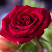 * Single red rose *