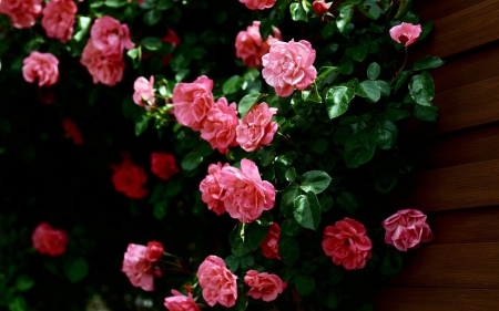 Pink Roses - flowers, roses, garden, red, green, pink, leaves