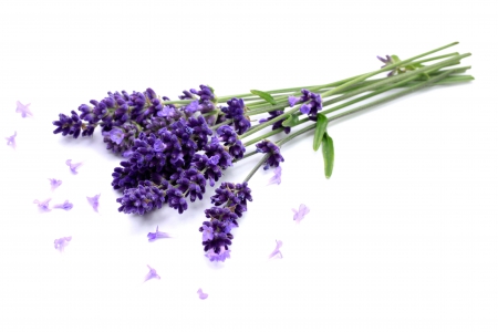 Lavendar - nature, lavendars, lavendar, flowers, flower