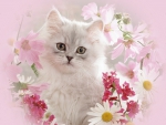 Kitten and flowers