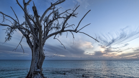 fantastic tree overlooking sea at rwilight - clouds, horizon, twilight, sea, tree