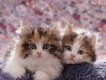 Persian cross kitten pair