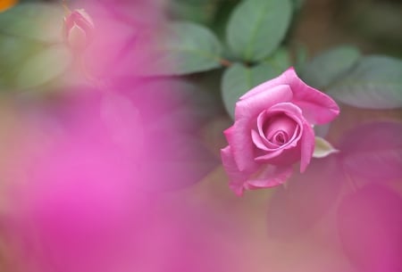 Pink Rose - garden, rose, beautiful, nature, pink rose