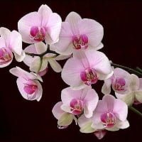 beautiful orchids