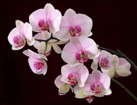 beautiful orchids - flowers, orchids, nature, beautiful