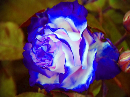 Blue and white - white, beauty, blue, rose, flower