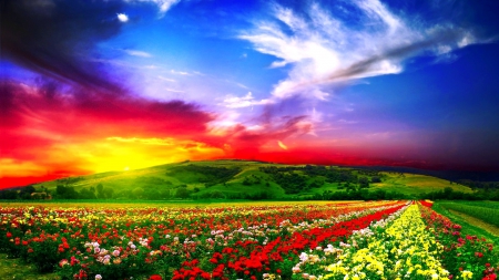 gorgeous sky over beautiful fields of flowers - sky, flowers, fields, sunset, colors