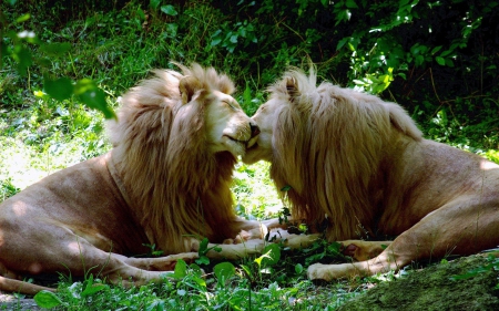 happy together - big cats, lions, predator, beautiful, happy together, cat