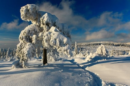 Black Forest, Germany - sky, landscape, clouds, frost, trees, ice, snow