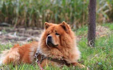 chow chow - chinese, dog, chow chow, wallpaper