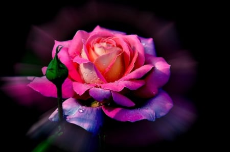 Rainbow Rose - Rose, Rainbow, Light, Flower