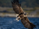 fishing eagle