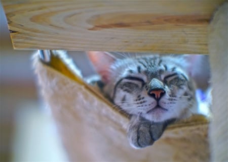 Cat - hat, pretty, cat face, beautiful, beauty, lovely, paws, sweet, cat, kitten, cute, cats, face, sleeping, animals, kitty