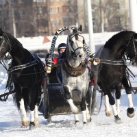 *** Winter Sleigh ***