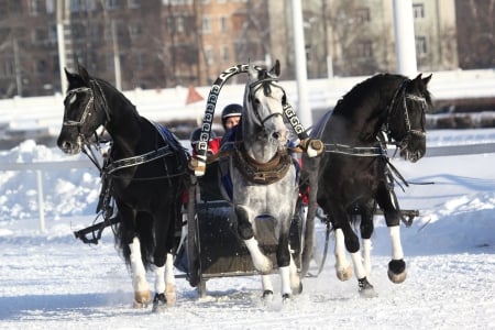 *** Winter Sleigh *** - horses, animal, animals, winter, sleigh