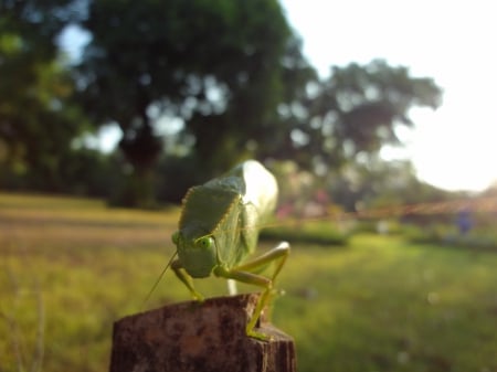 insecto primer plano - luz, insecto, verde, posando, naturaleza