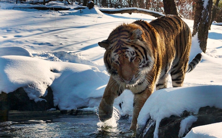 Tiger in the Snow - nature, tiger, animals, snow