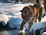 Tiger in the Snow