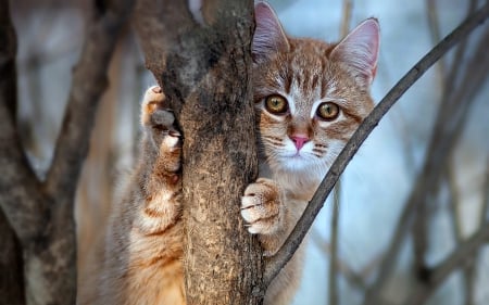 Cat in a Tree - Animals, Yellow, Tree, Cat