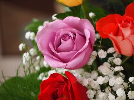 Trio - pink and orange, for you, red rose, beautiful, thres roses, lovely