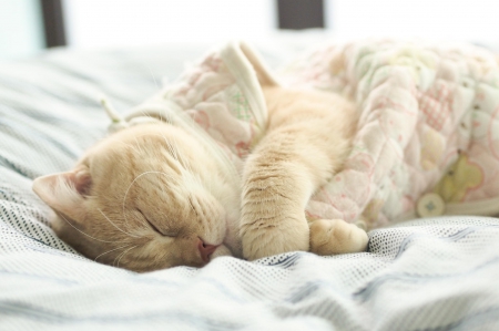 Cat - sleeping, beauty, cat face, hat, cat, animals, kitty, lovely, kitten, paws, face, pretty, cats, beautiful, sweet, cute