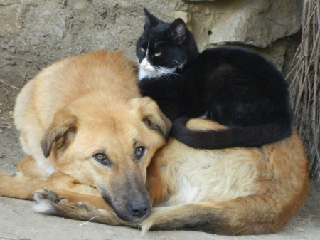 Cat and dog - sleeping, beauty, cat face, hat, cat, animals, kitty, lovely, kitten, paws, face, pretty, cats, beautiful, sweet, cute