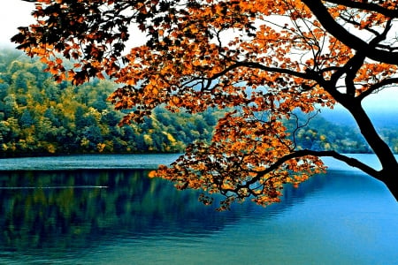 CALM LAKE - calm, branch, nature, autumn, lake, tree