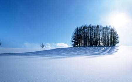 Ice valley - white, sky, light, sun, tree