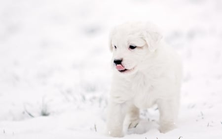 White Puppy - winter, snowy, snow, dog, dog face, puppies, winter time, nature, dogs, puppy, white dog, animals