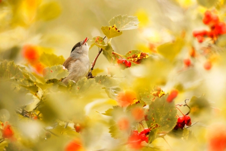 Beautiful morning - leaves, nature, animals, bird