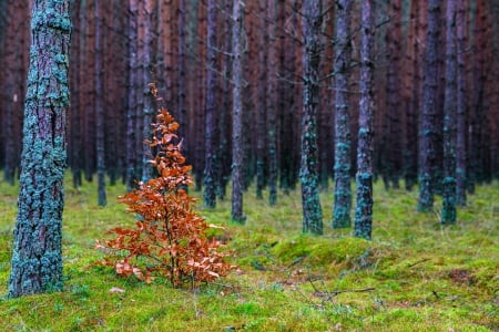 Trees - trunk, grass, trees, nature