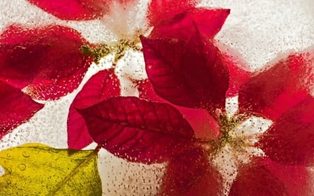 Flowers in ice - Flowers, red flower, flower, red flowers, ice, nature, Poinsettias, Poinsettia, red, macro