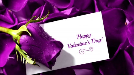 Happy Valentine's Day - heart, petals, still life, Happy Valentines Day, purple, Valentines Day, rose, Valentine, Valentines