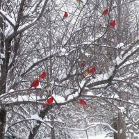 Flock-Of-Cardinals