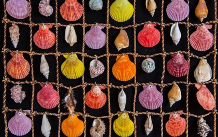 Shells - seashells, marine, seashell, rope, shells, color, cells, shell