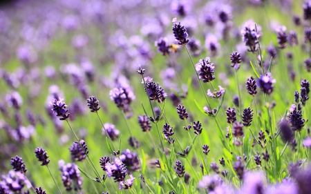 Lavender - flowers, nature, lavender, lilac, field, flower