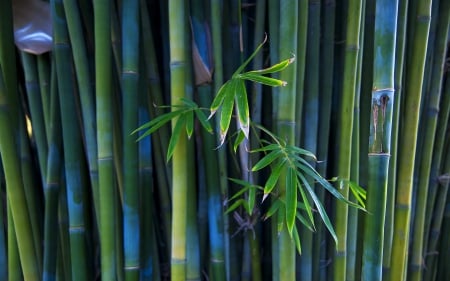 Bamboo - nature, green, plant, plants, bamboo, trunks