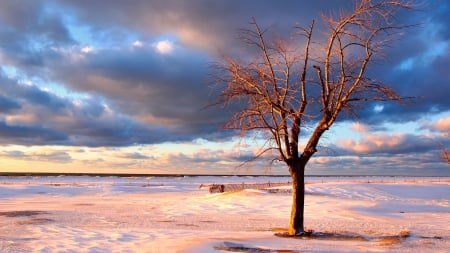 lone tree at the seashore in winter - winter, clouds, beach, tree, sea