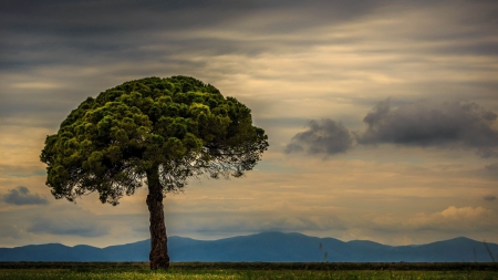 mushroom shaped tree on a prairie hdr - overcast, tree, mountains, prairie, hdr