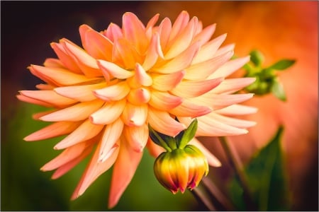 Dahlia - dahlia, nature, orange dahlia, orange, flowers, dahlias, orange flower, flower, orange dahlias