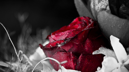 Red Rose - rose, flower, nature, red