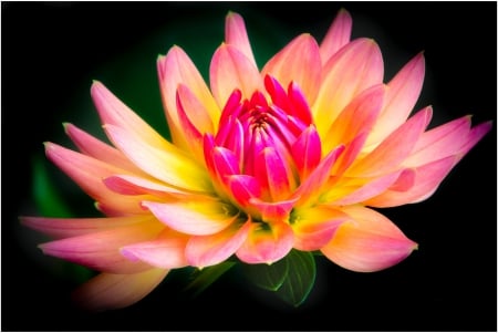 Dahlia - dahlia, popular, bloom, wallpaper, nature, flora, pink, flowers, dahlias, flower