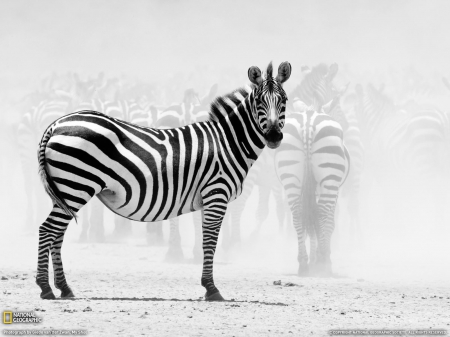 zebra - zebra, life, wild, animal, africa