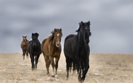 wild horses - nature, wild horses, horse, animals, draft, wallpaper, power