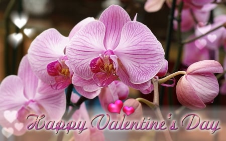 Happy Valentine's Day - orchid, still life, flowers, Happy Valentines Day, Valentines Day, Valentine, orchids, Valentines, hearts